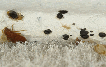 bugs in rugs
