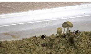 moldy rug with mushrooms