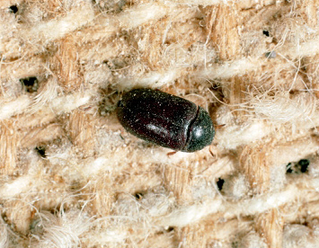 carpet beetle