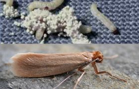 Damage To Your Rugs – How To Look For Bugs