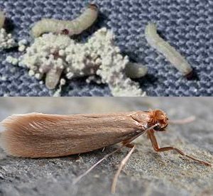 carpet moth and their larvae