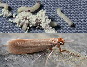 carpet moth and their larvae