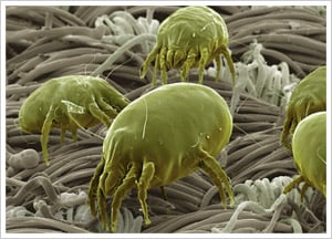 dust-mites