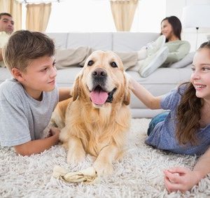 cleaning rugs with pets