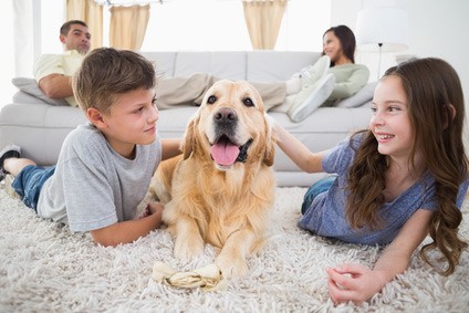 cleaning rugs with pets