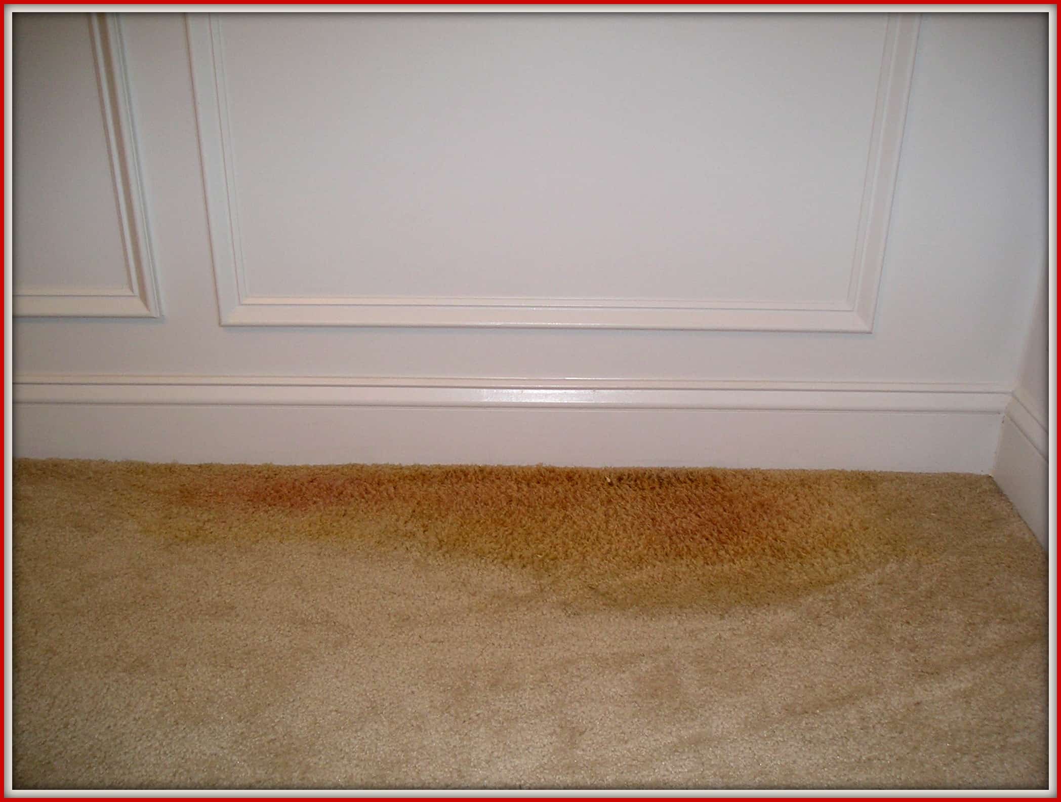 Dangers from Pet Urine on Rugs