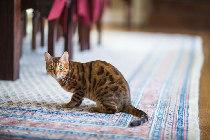 Cat on a rug