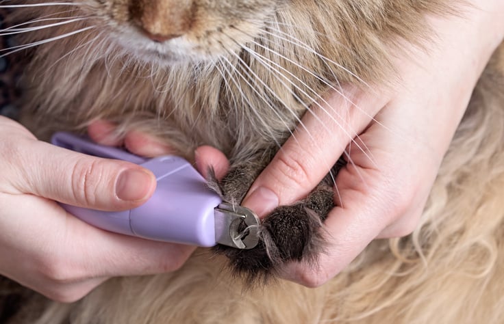 Trimming a cat's nails