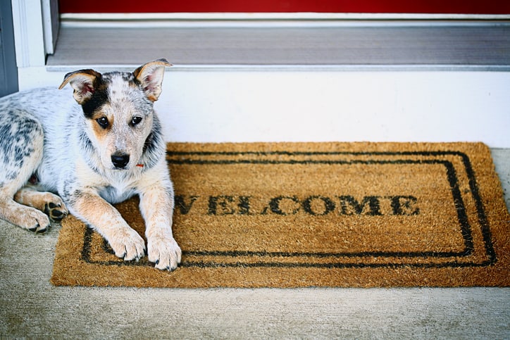 Dog on welcome mat