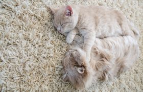 Rug Tips Before Purchase: What to Consider