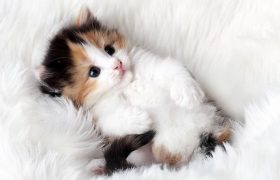 How to Treat Pet Puddles on Woven Rugs