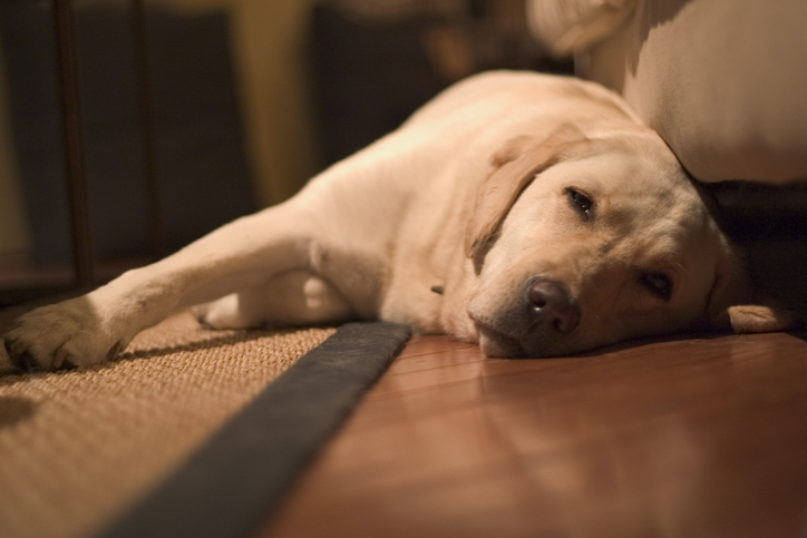 dog on sisal rug