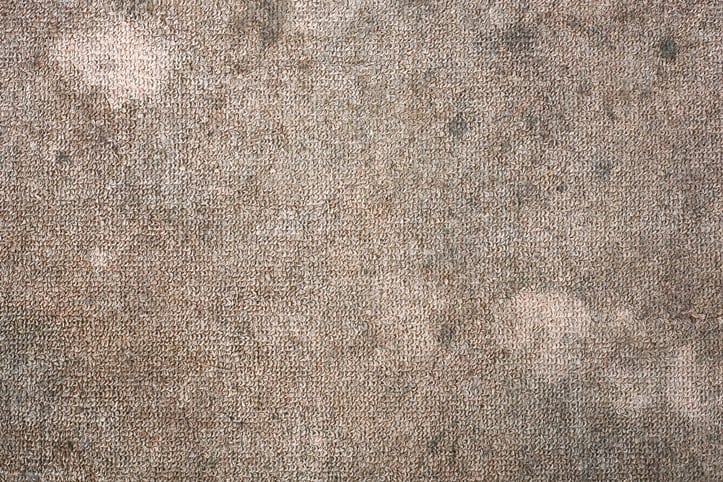 DIRTY BROWN CARPET WITH MOLD