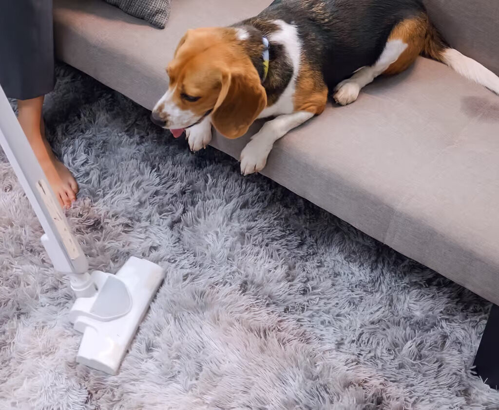 rug with dog smell