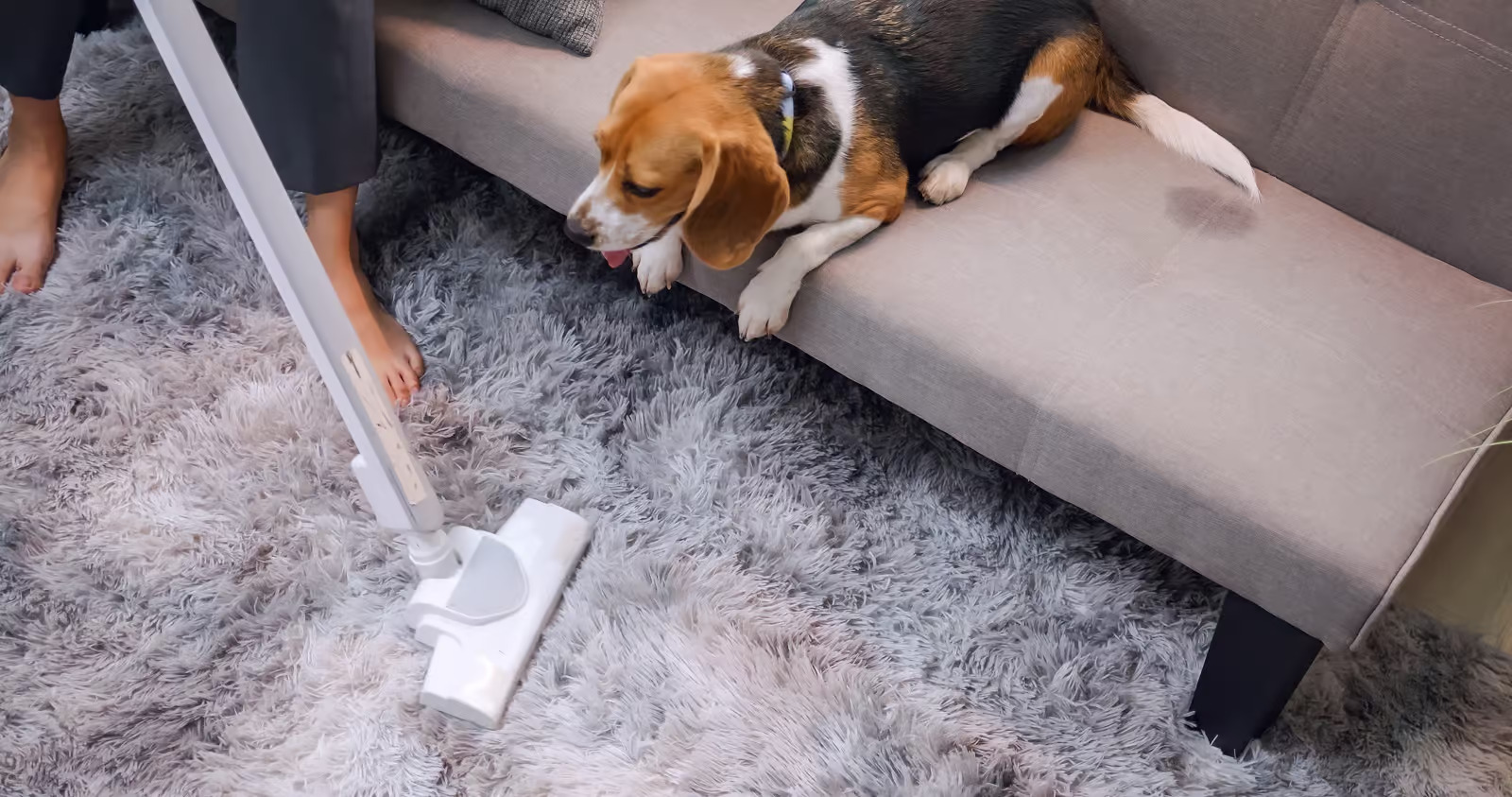 How to Remove Dog Smell from Carpets