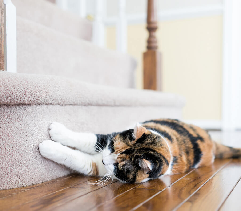 carpet damage by pet