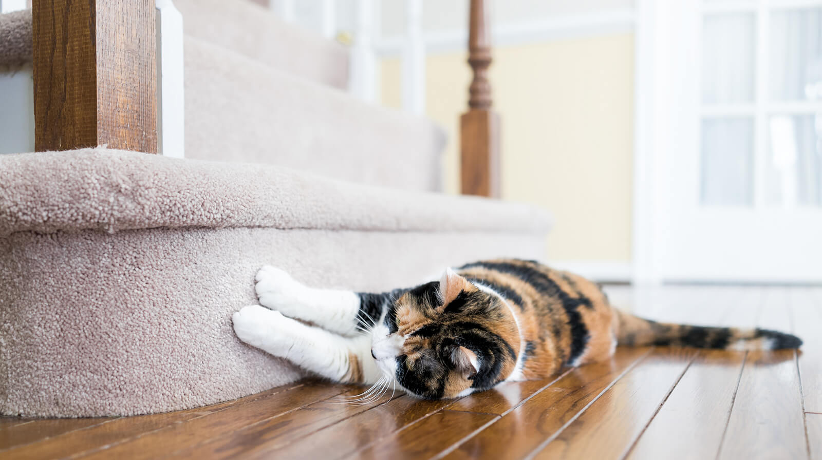 carpet damage by pet