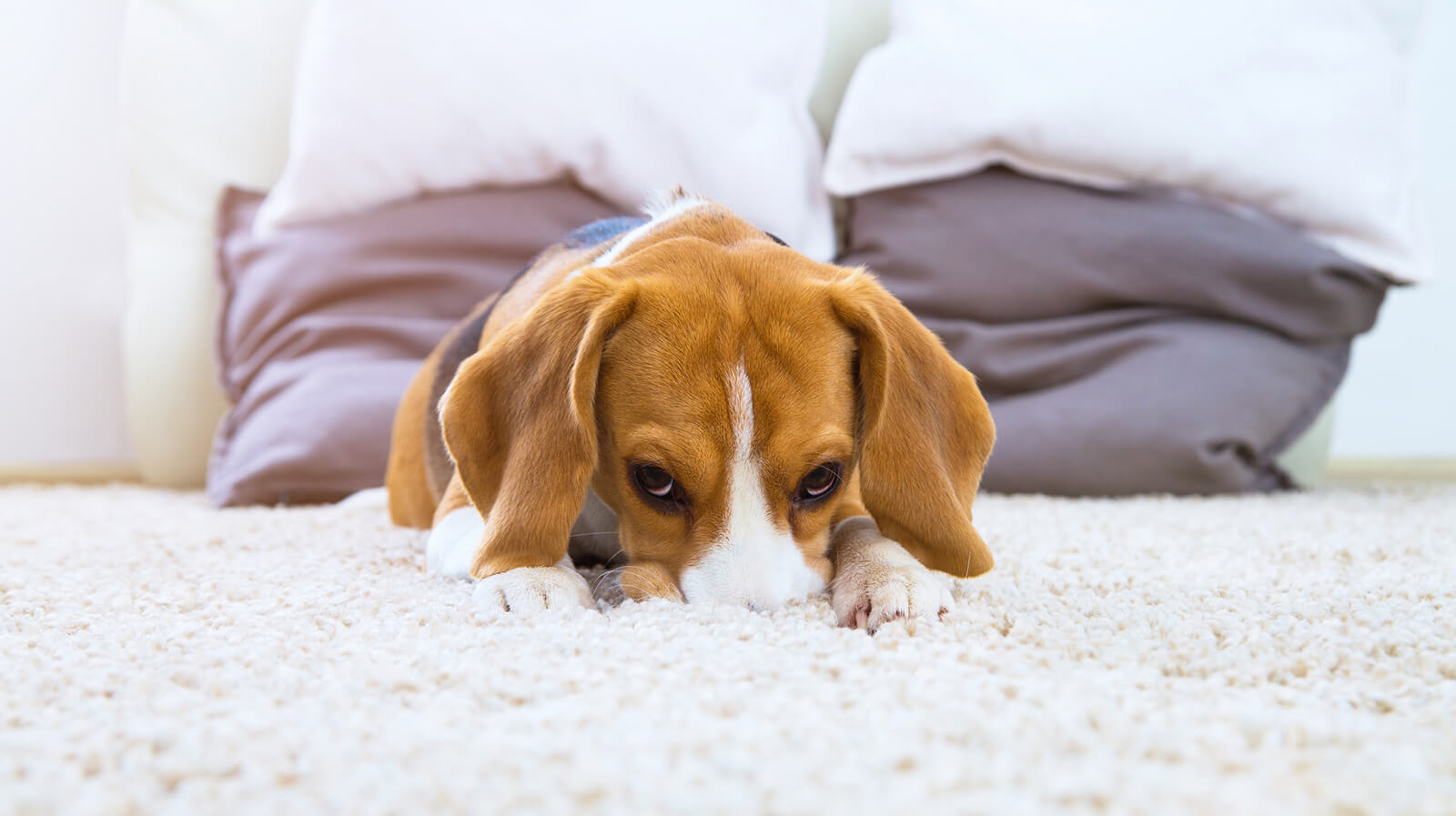 pet damages your carpets