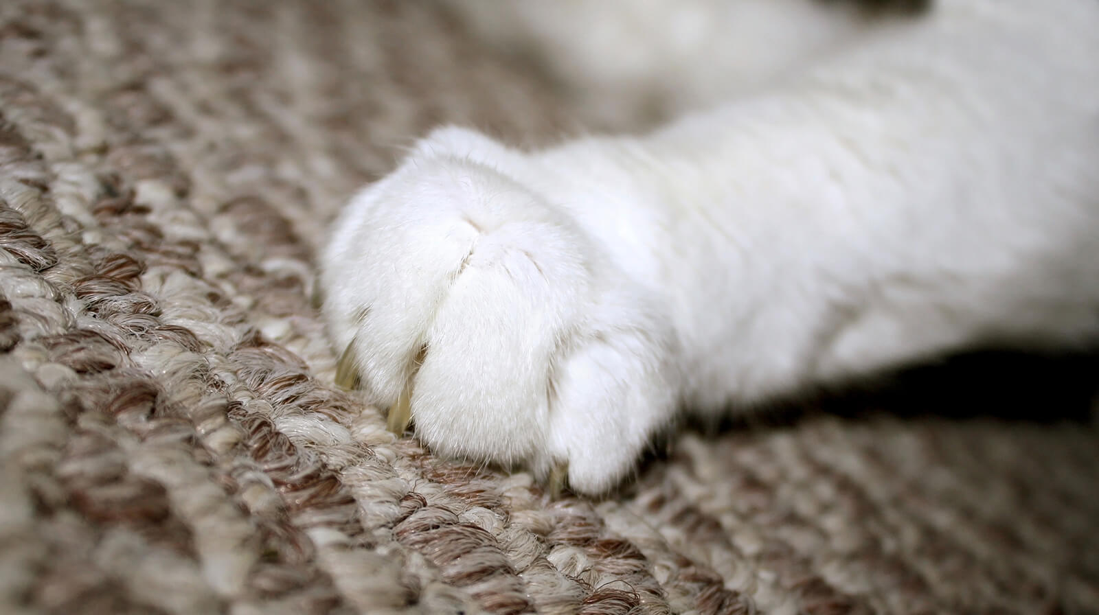 scratching and digging the carpet